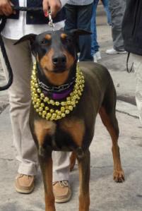 krewe-of-mutts-4 krewe-of-mutts-4