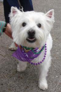 krewe-of-mutts3 krewe-of-mutts3