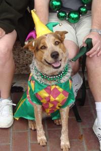 mystic-krewe-of-mutts-parade-1 mystic-krewe-of-mutts-parade-1