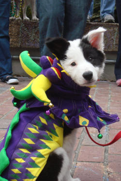 mystic-krewe-of-mutts-parade-3 mystic-krewe-of-mutts-parade-3