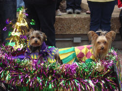 mystic-krewe-of-mutts-parade-52 mystic-krewe-of-mutts-parade-52