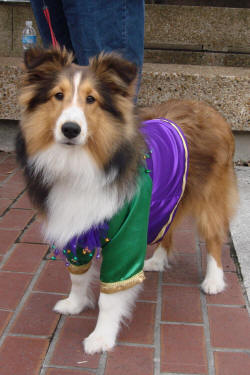 mystic-krewe-of-mutts-parade-63 mystic-krewe-of-mutts-parade-63