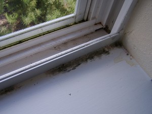 mold-window 2