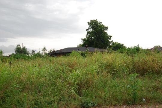 4blog_-_Tall_weeds_on_lot_540x361