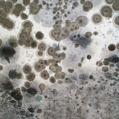 mold 