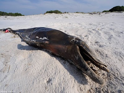 bp-Gulf-Oil-Spill dead dolphin 2